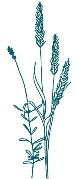 Épi de blé décoration florale Serre Sauvage Bordeaux