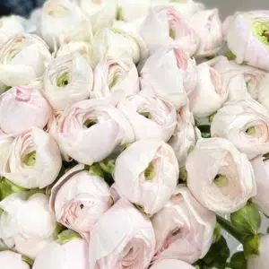 Serre Sauvage, fleuriste mariage : Botte de renoncules